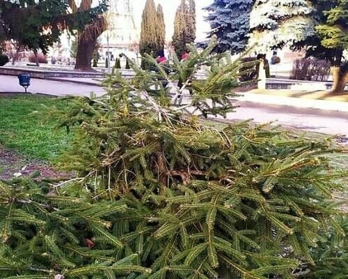 У Жмеринці вандали понівечили ялинки