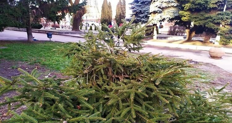 У Жмеринці вандали понівечили ялинки